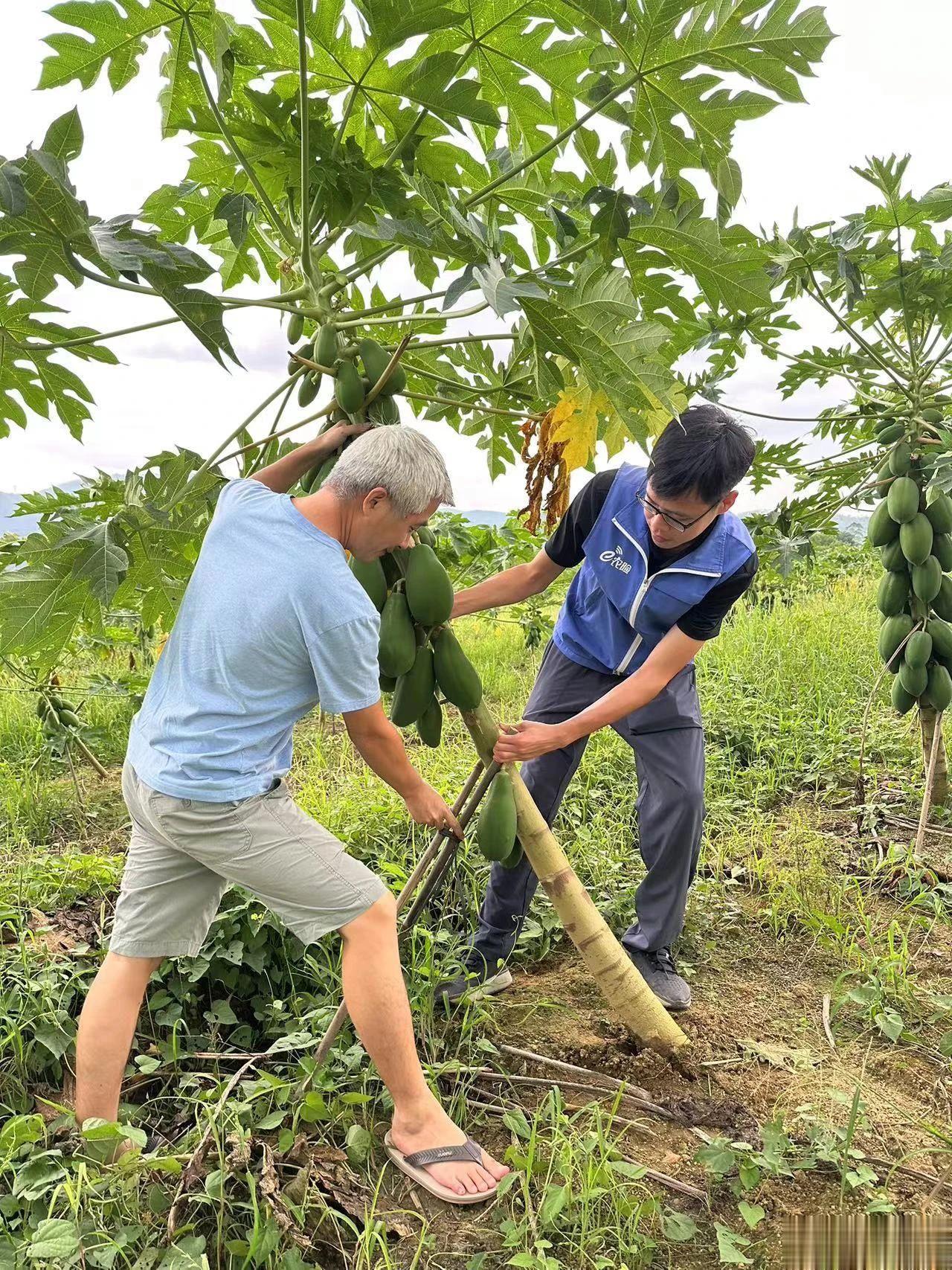 【暴雨过后！广州增城区50余户农户预计获赔200余万元】“这接二连三的台风，虽然