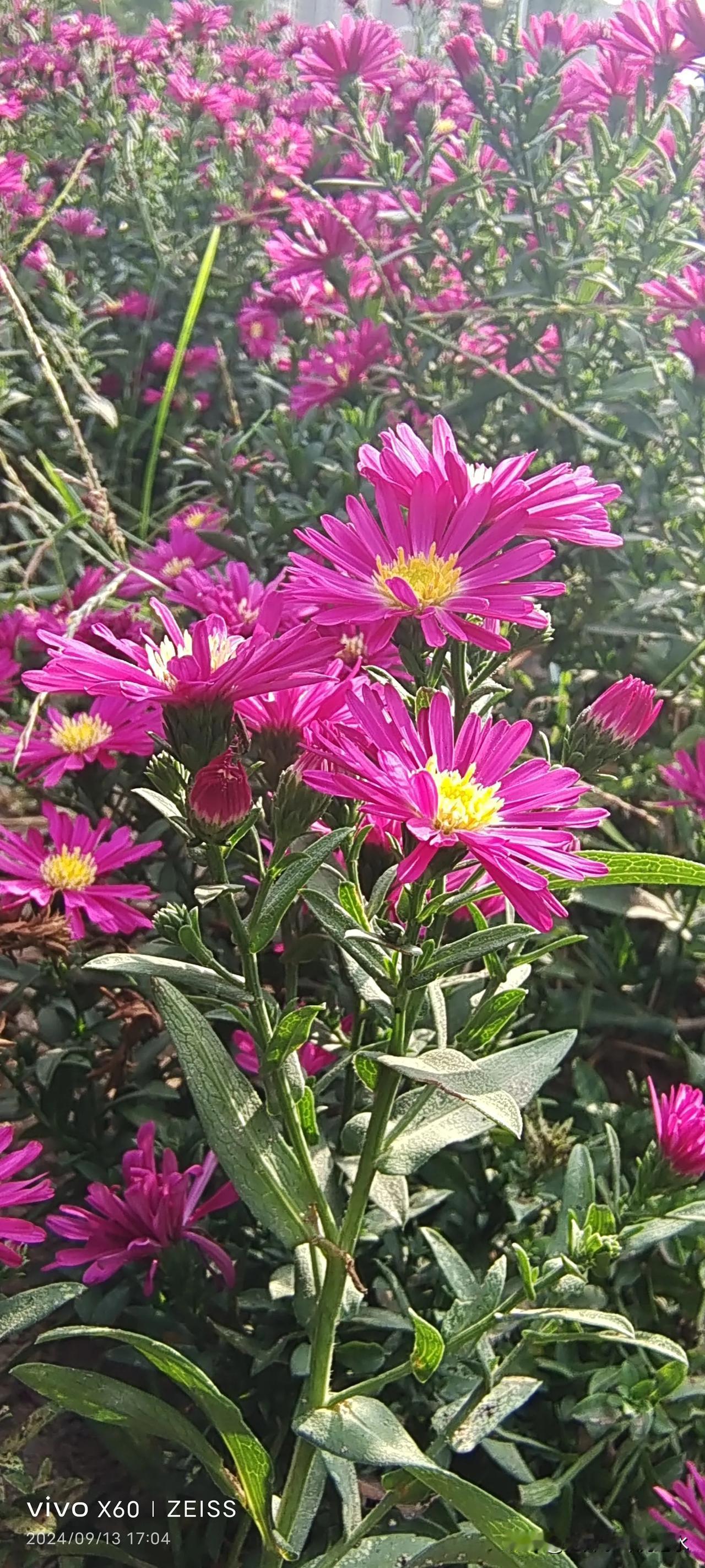 #看看你手机里的菊花#