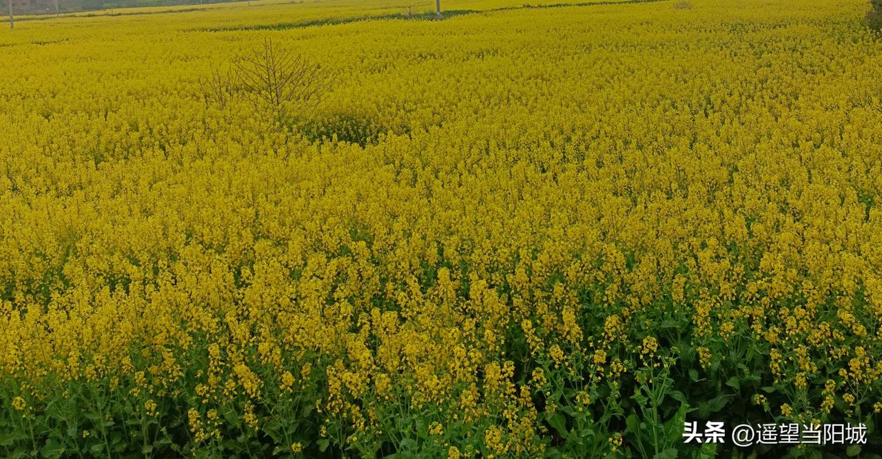 关于赤壁市土城村30亩即将成熟的油菜被农机压毁事件，大家都觉得处罚轻了，我也谈谈