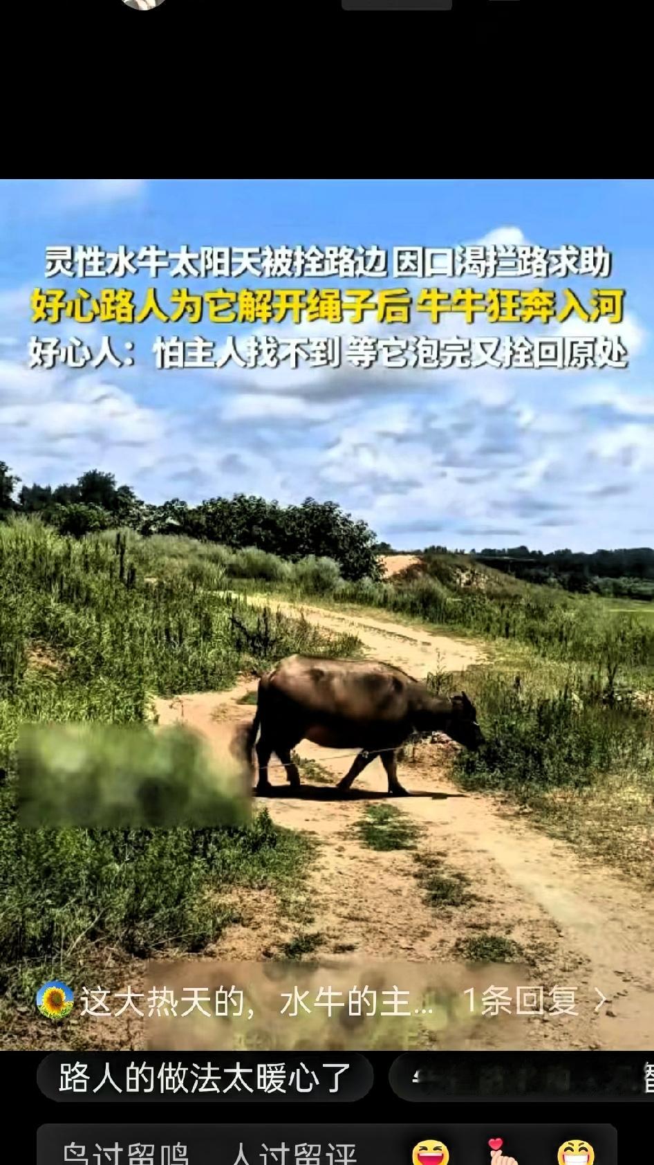 河南信阳，大太阳天，一头水牛被拴在路边，热得受不了了，渴得遭不住了，它没硬扛，居