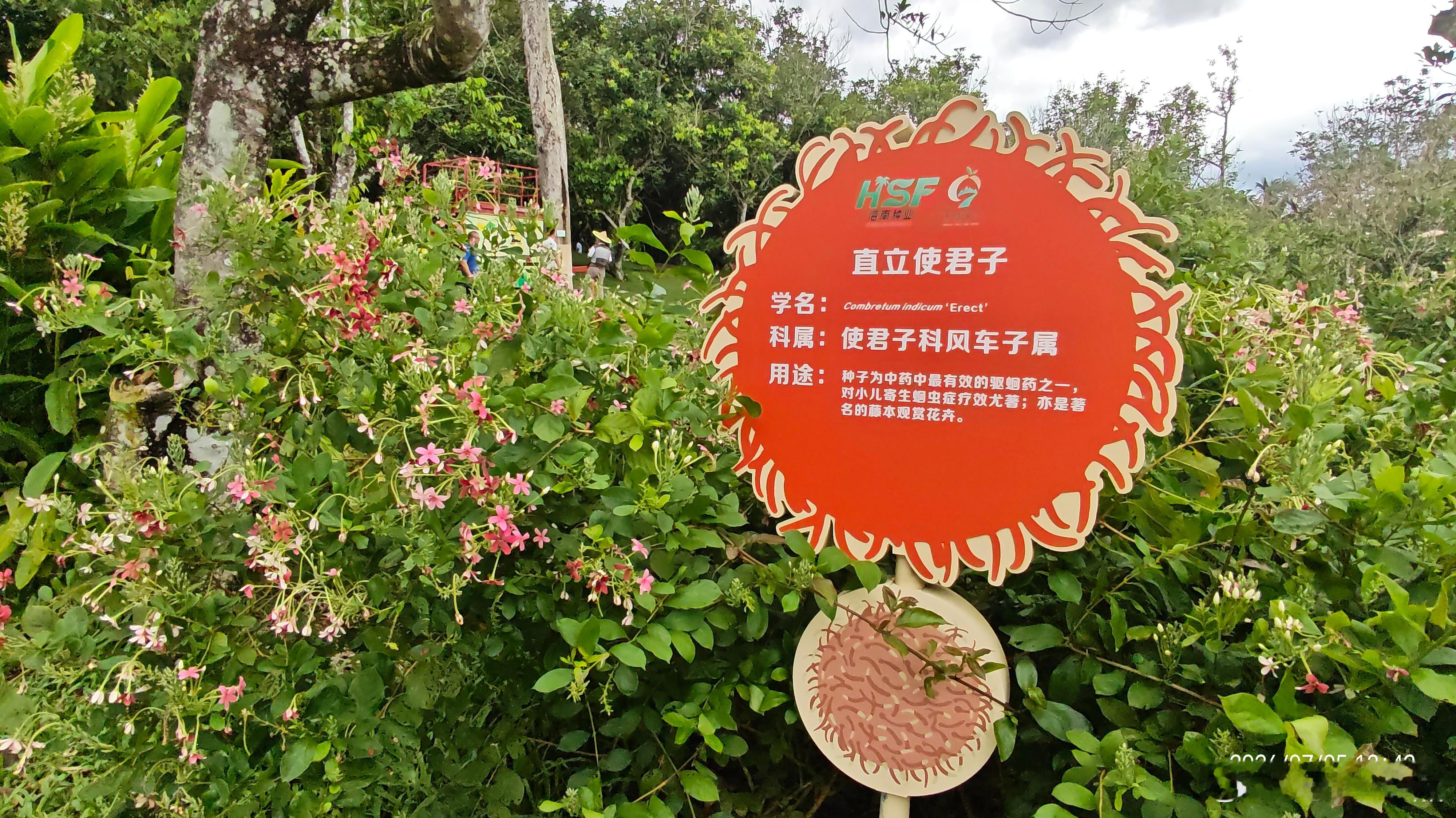 网络名人海南行 本次采风收官来到七仙岭全球热带水果博览中心，意外撞见海南随处可见