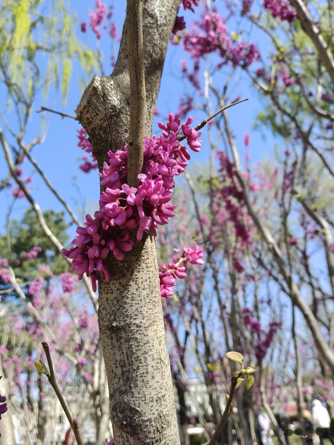 现实中的紫荆花，美的毫不做作。不管是独处，还是簇拥，尽情绽放。