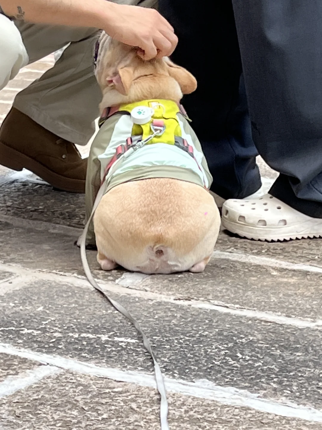 身材一般 但屁股绝了