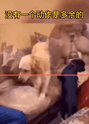 为了吃口蛋糕，狗子已经用尽了所有的脑力。