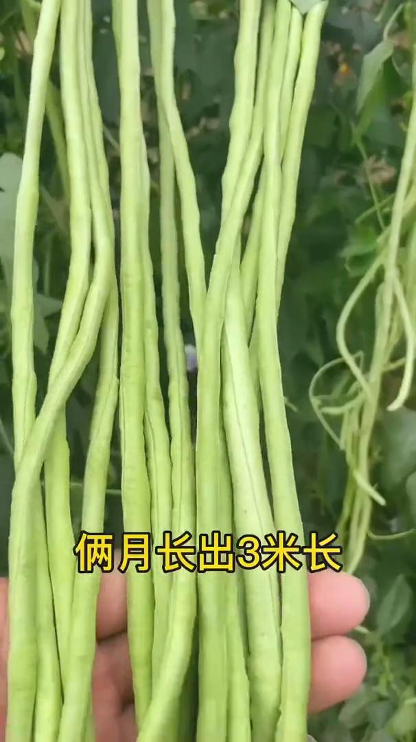 种植小技巧。
菜地里面浇上它，开花结果乐开花。
·青菜喷点啤酒水，叶片油绿不黄叶