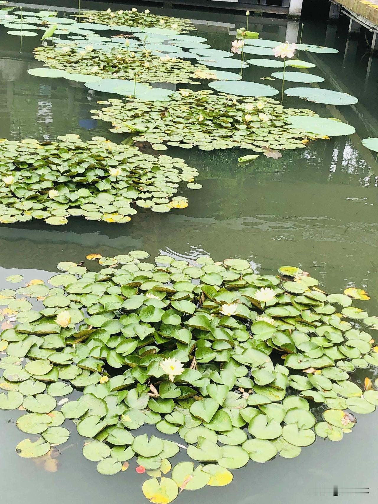 阴天路上行人不多，逛湖边随手拍了好多美景，远山层叠满眼翠绿，湖面铺满圆圆的睡莲叶