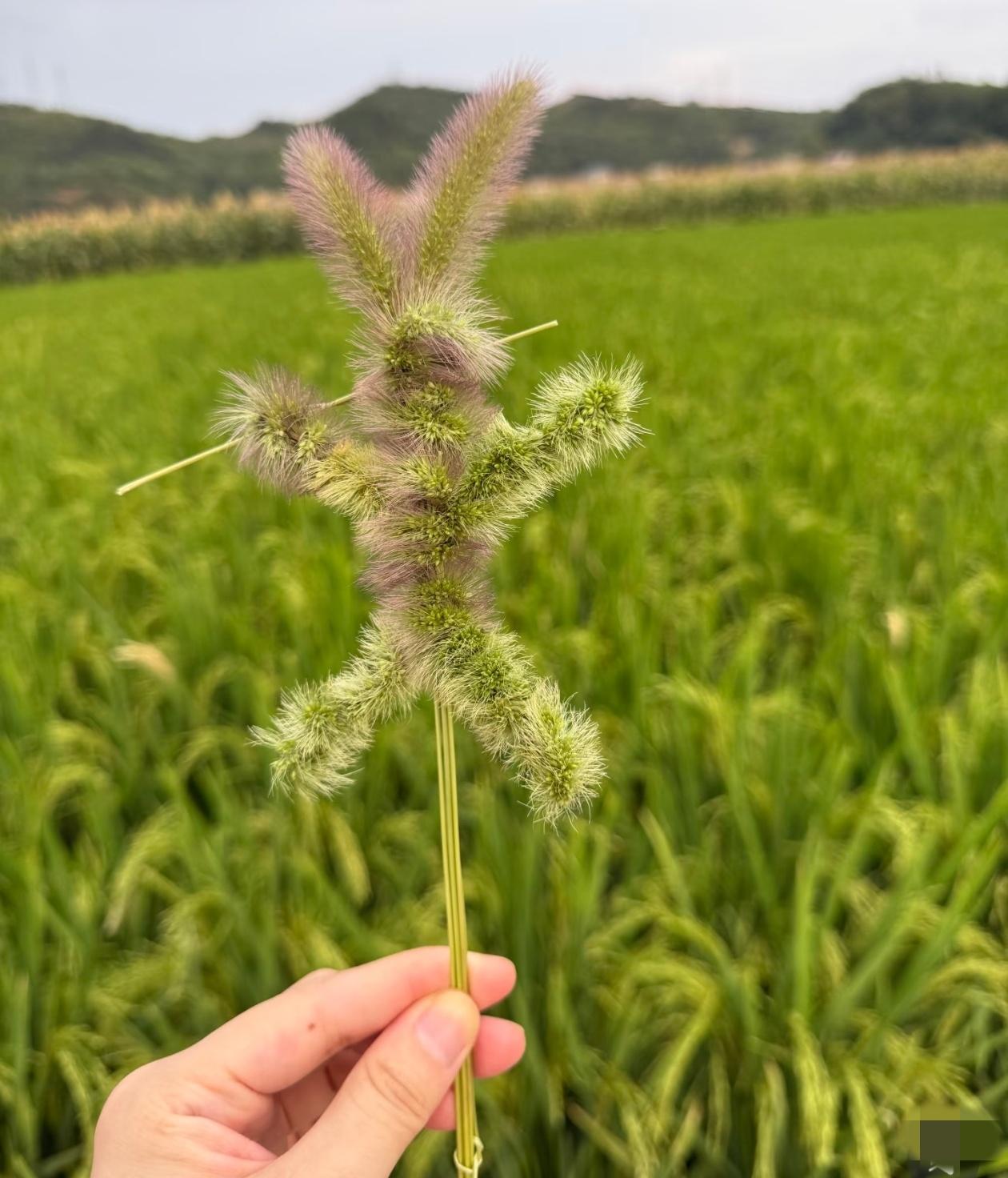 万万没想到，为了让家里不再被人戳脊梁骨，这个被抱养的妹妹，竟然选择嫁给大她十岁的