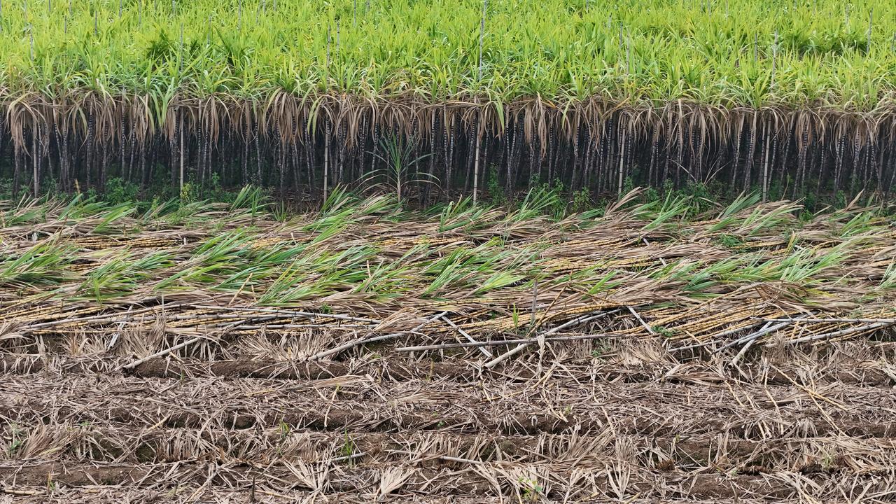 南沙今年蔗民太难了，大面积甘蔗滞销现场售1元一根地里自己过来砍