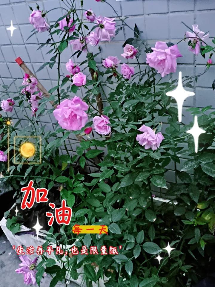 牛马的一天开始了