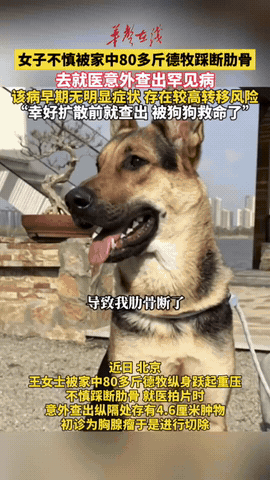 北京一只80斤的牧羊犬，
突然跳主人身上，把她踩骨折了，
谁料到医院一看，竟意外