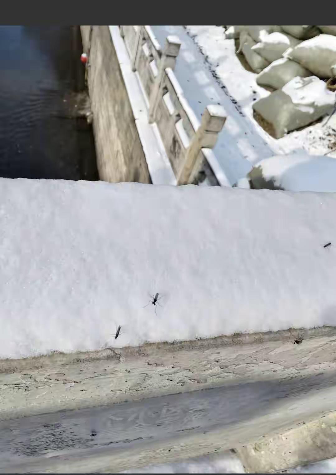 12月13日，北京落下今冬初雪，人们纷纷走上街头记录京城绝美雪景。不过，也有网友
