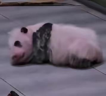 万众期待的小四宝终于完整地穿上了小马甲
又一个可爱宝上线喽
现在艾宝妈妈可以自由
