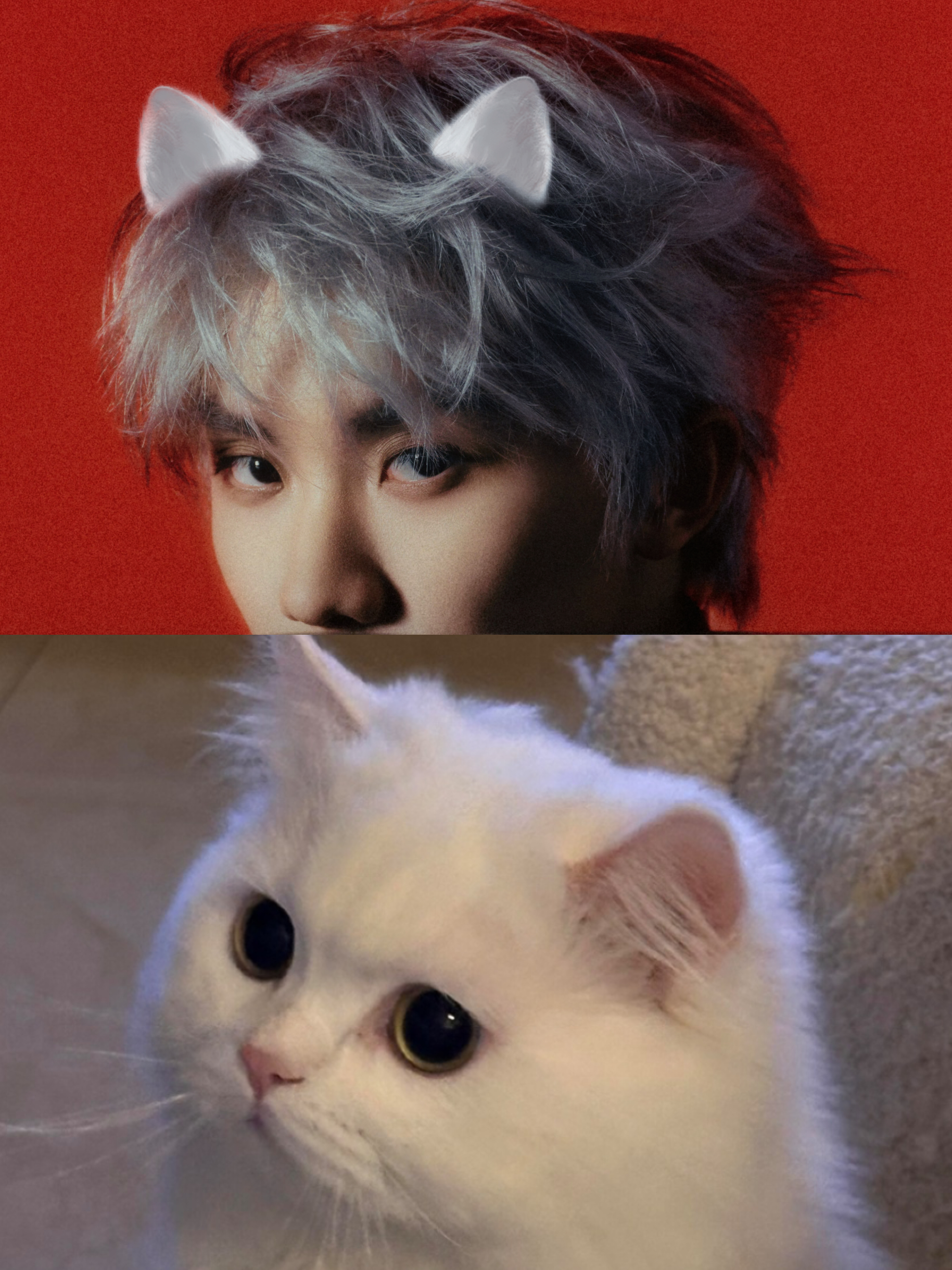 养的猫趁人不注意偷偷现原形了怎么办...😽 ​​​