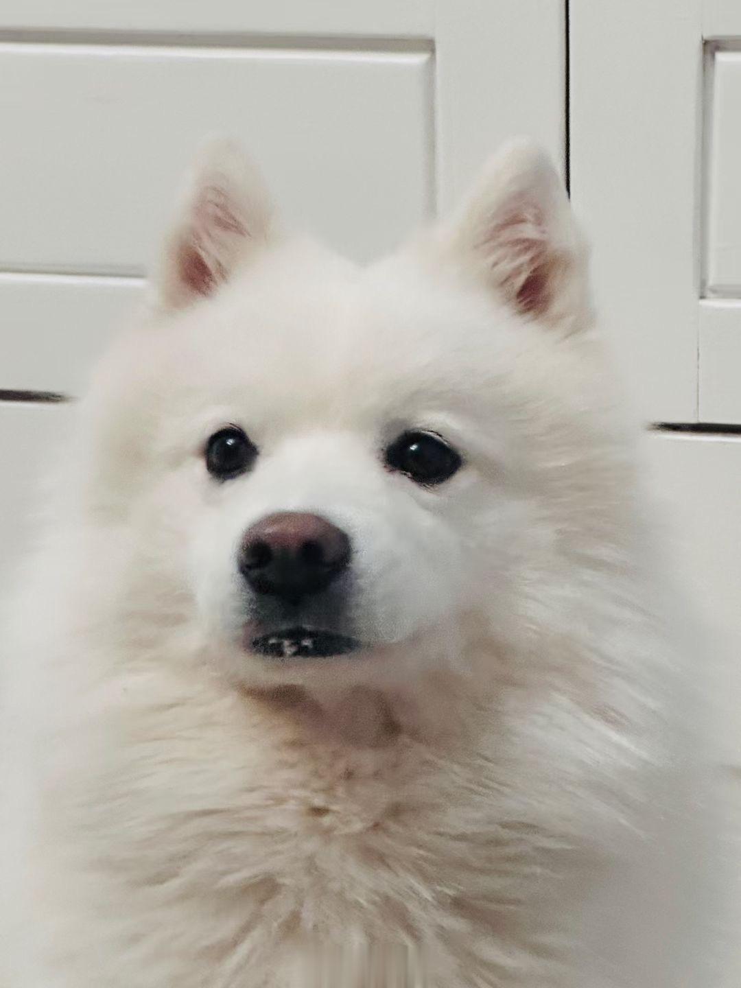 给你们看鹅可爱的狗子[哈哈] ​​​