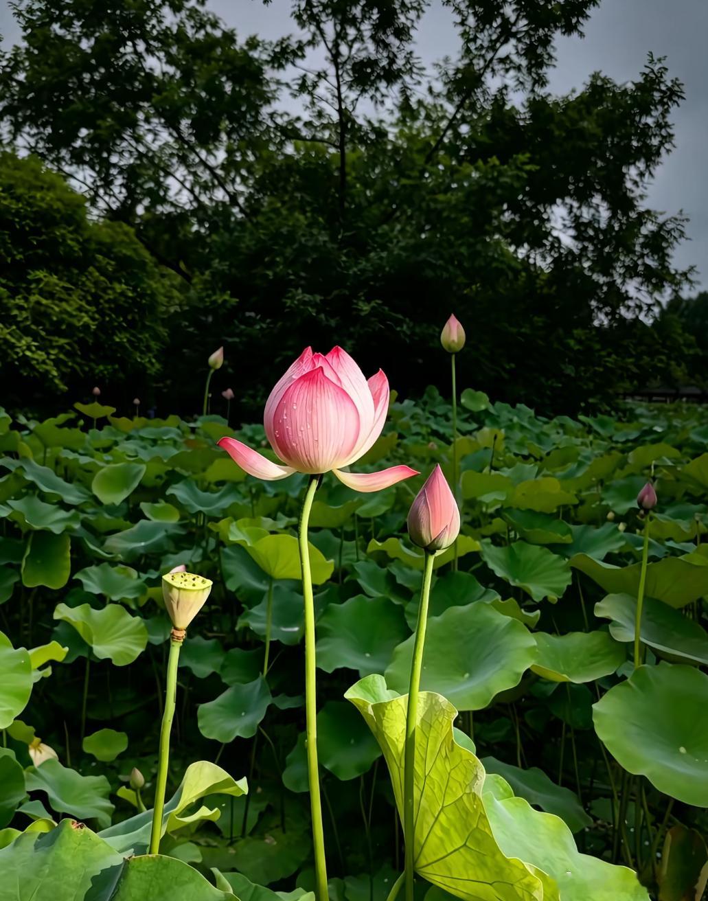 洋洋高锐——梦起西楼◎回首……一望百转千回目触……柔肠◎鸿雁……南飞遥遥归梦恨如