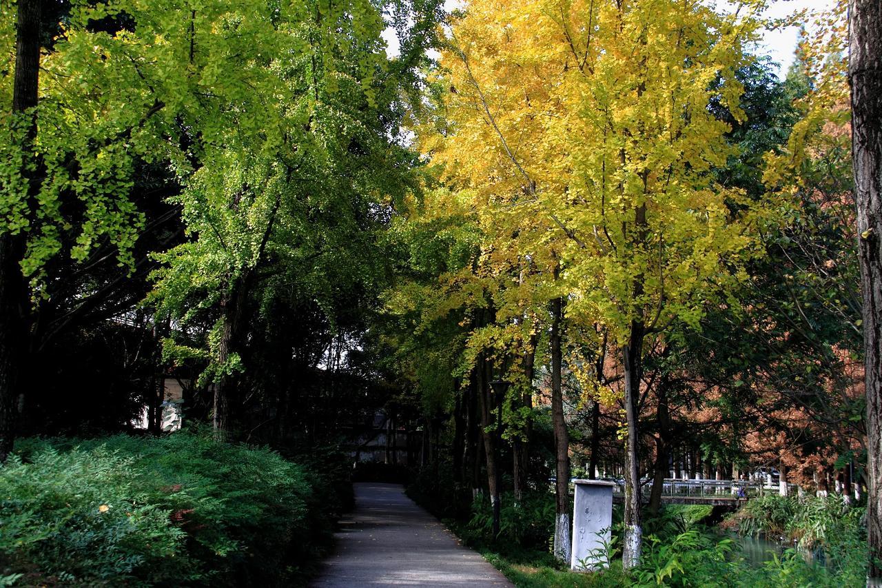 【沙河公园银杏黄】20241201

今年天气怪，冷得快，连带着银杏叶也黄得快。