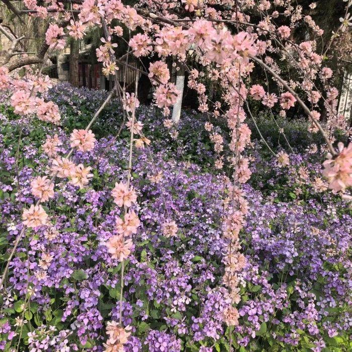 一城春色半城花！济南九大公园藏着这些爆款花景！春风送暖，繁花竞放。眼下，泉城济南