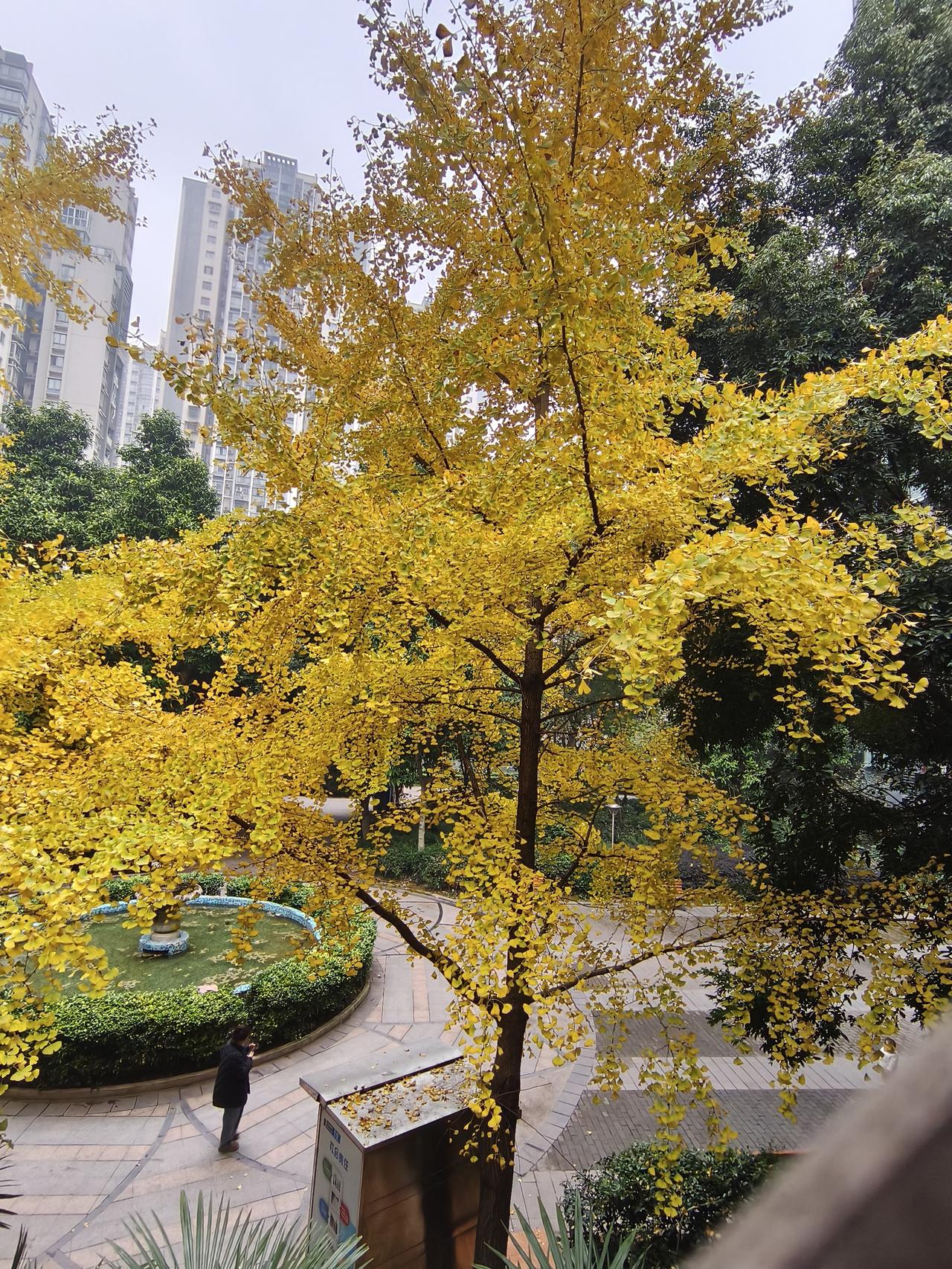 今天在重庆看见了很美的银杏树，当地朋友说这样一棵树好像十个w，有点不敢相信。但是