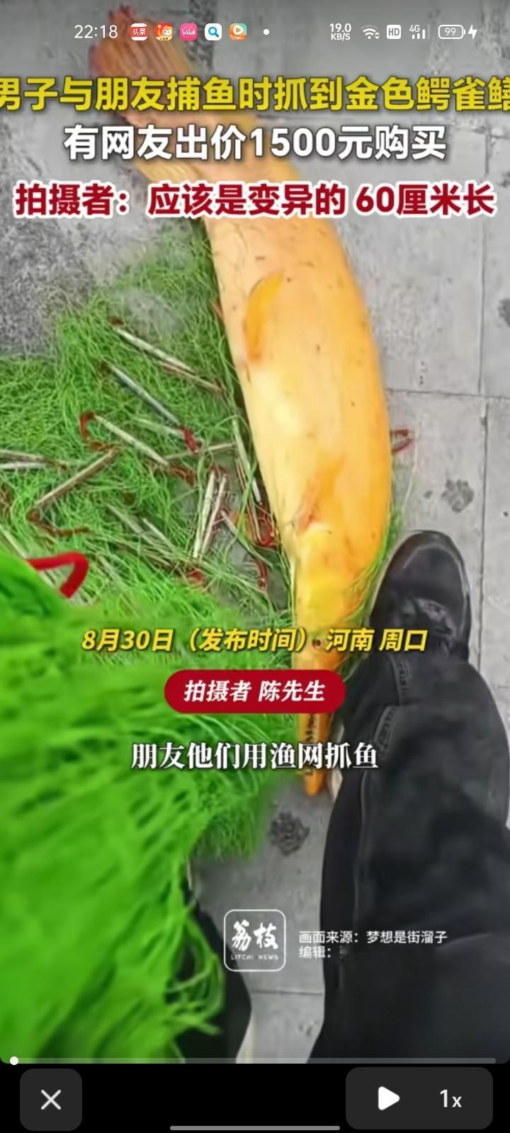 8月30日，周口市商水县。网友发视频称，朋友用渔网抓鱼，刚好抓到这只金色鳄雀鳝，