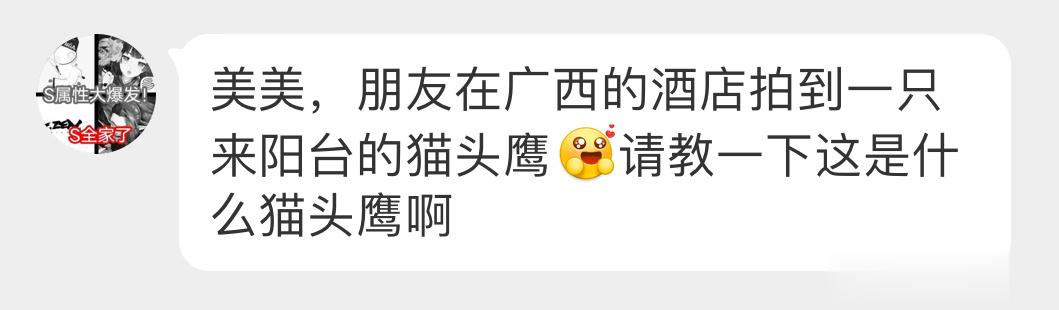 #鸟粉投稿# 目瞪鸟呆的【斑头鸺鹠】（生僻字念半边孩子一脸好奇 ​​​