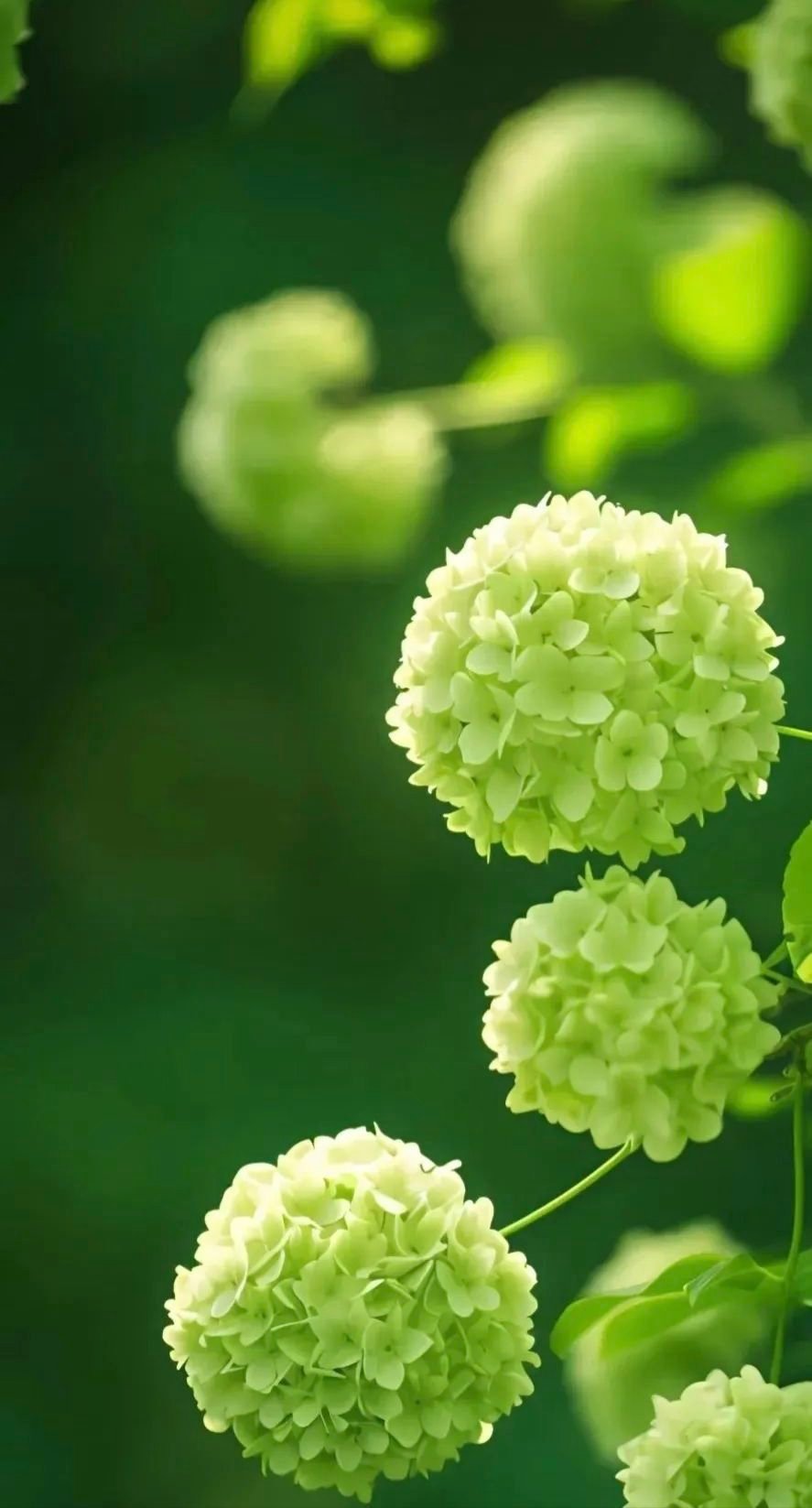 清香绿色花草护眼系锁屏壁纸 