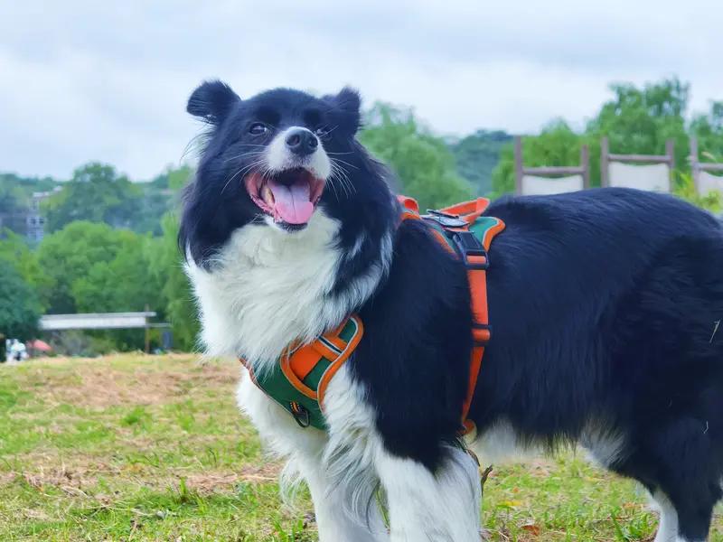 人类的本质不也是动物吗?
刷到人类的本质不也是动物吗？这个话题，评论区吵得热火朝