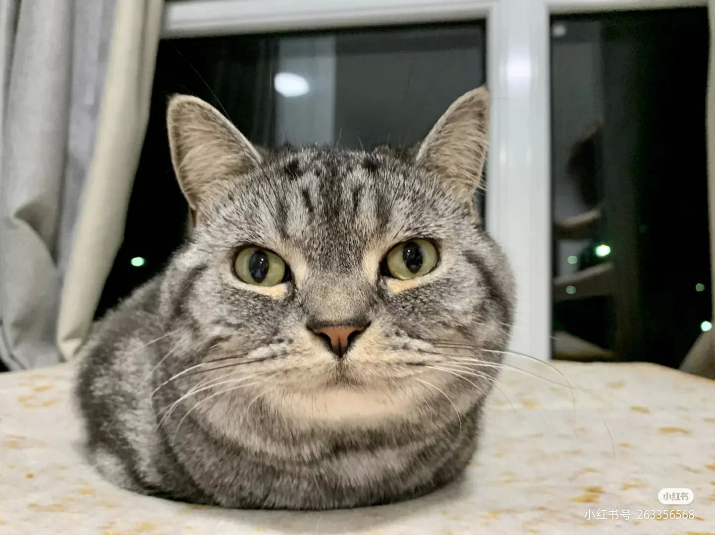 当初不顾家人反对，领养了这只残疾猫，没有手手，没有jiojio，没有尾巴，没有脖