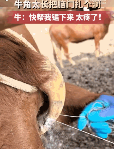 看着都疼！甘肃，一头牛的牛角因生长方向异常，没有向外舒展，反而顺着弧度反向弯曲，