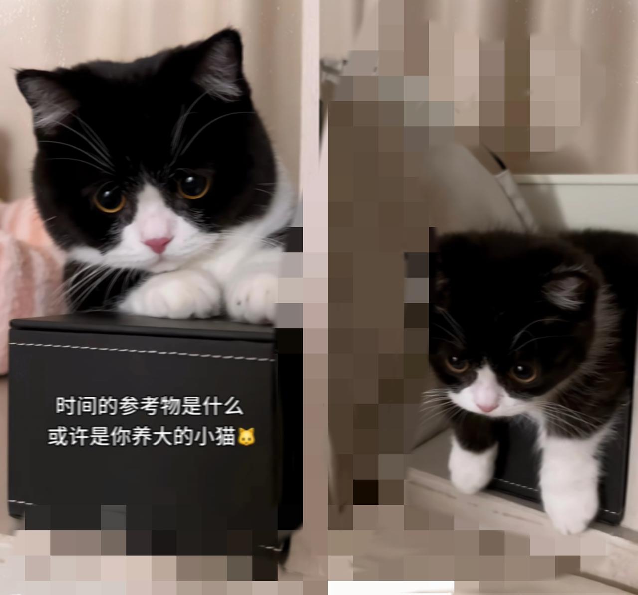 人类的一天，在猫主子眼里根本就是大型“打工投喂”现场！
 
      别以为你