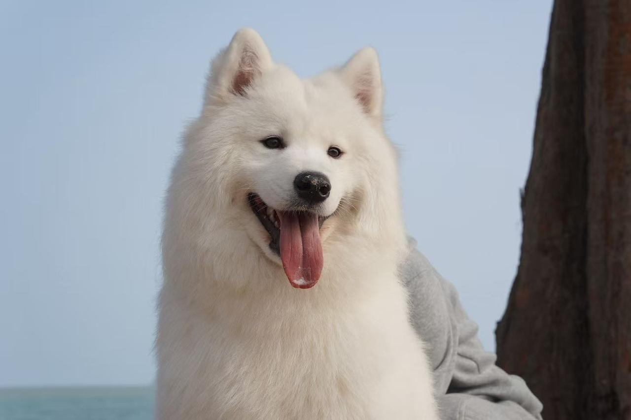 猪价如此低迷，对谁有利？