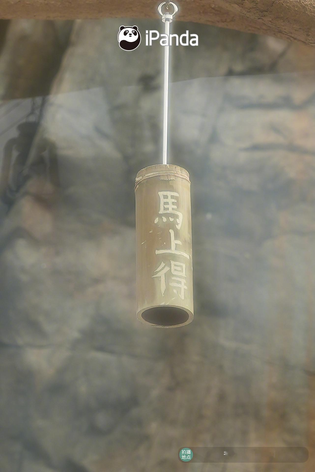 上新新春丰容，“加加”“得得”有怎样的新年的祝福呢？春风“得”意，幸福“丸”满～