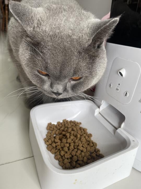 挑食小猫主动炫饭了！这陨石猫粮有点东西啊