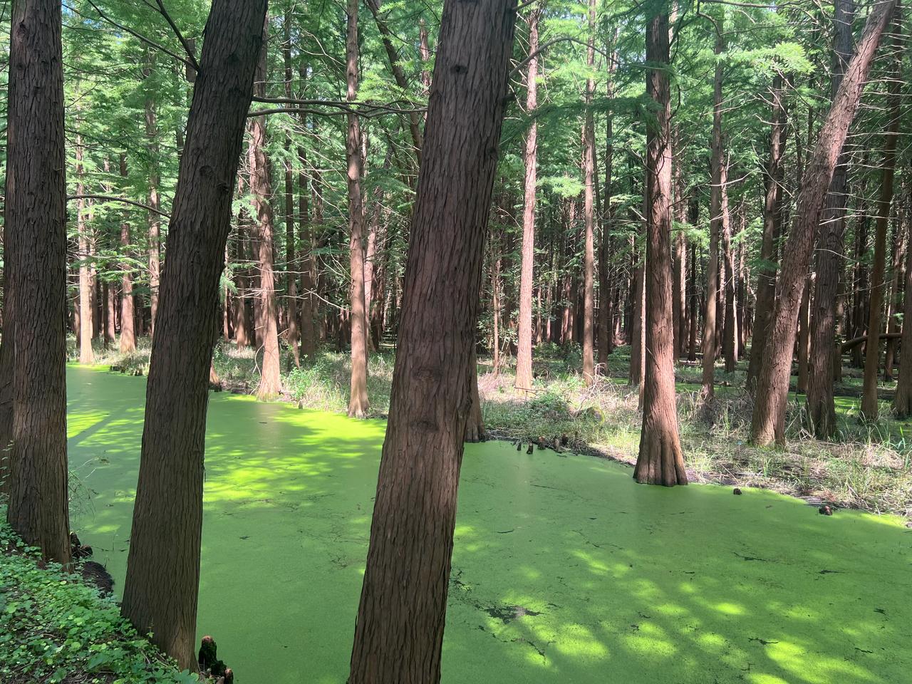 如果感觉自己被限流了怎么办？
我告诉你，最好的办法是看开放手。
有得就有失，也许