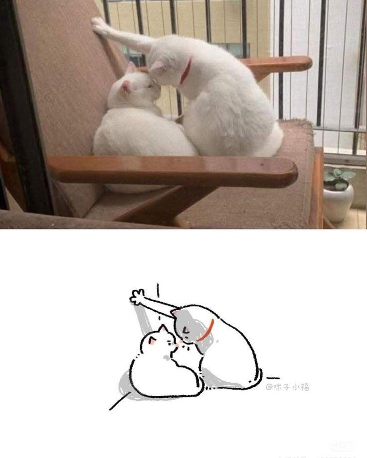 壁咚,霸道猫咪爱上我