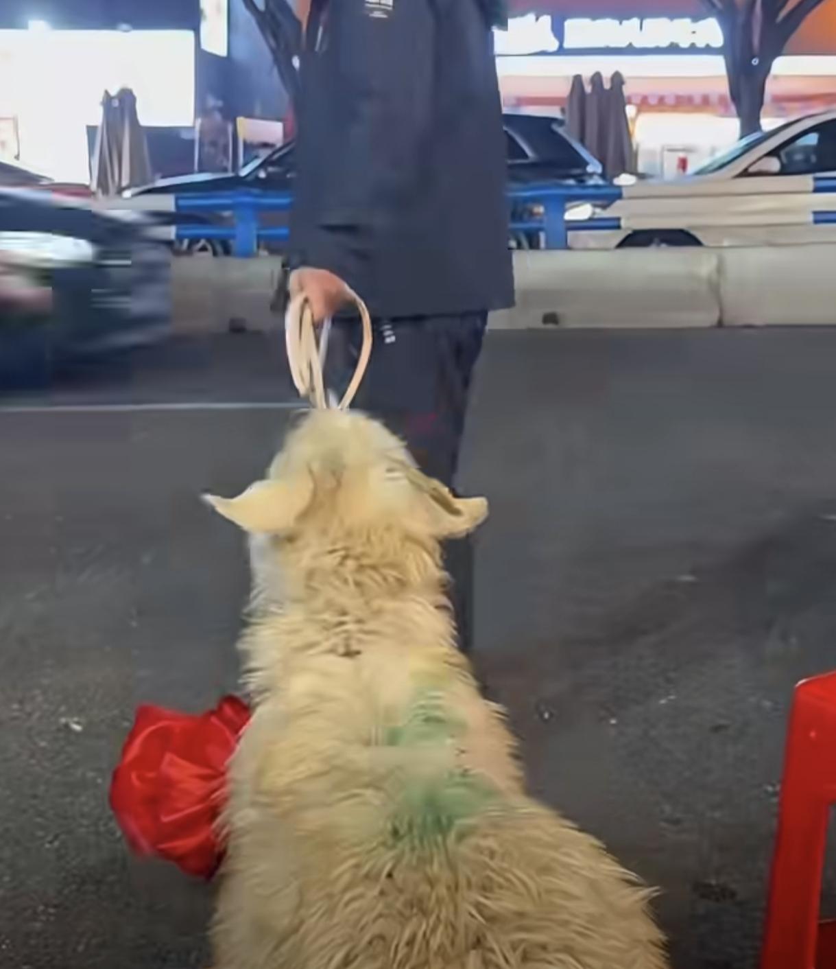 重庆一男子喝酒中了只活羊，
小羊抵抗，就是不走，
大哥手足无措，一时心软当场哄着