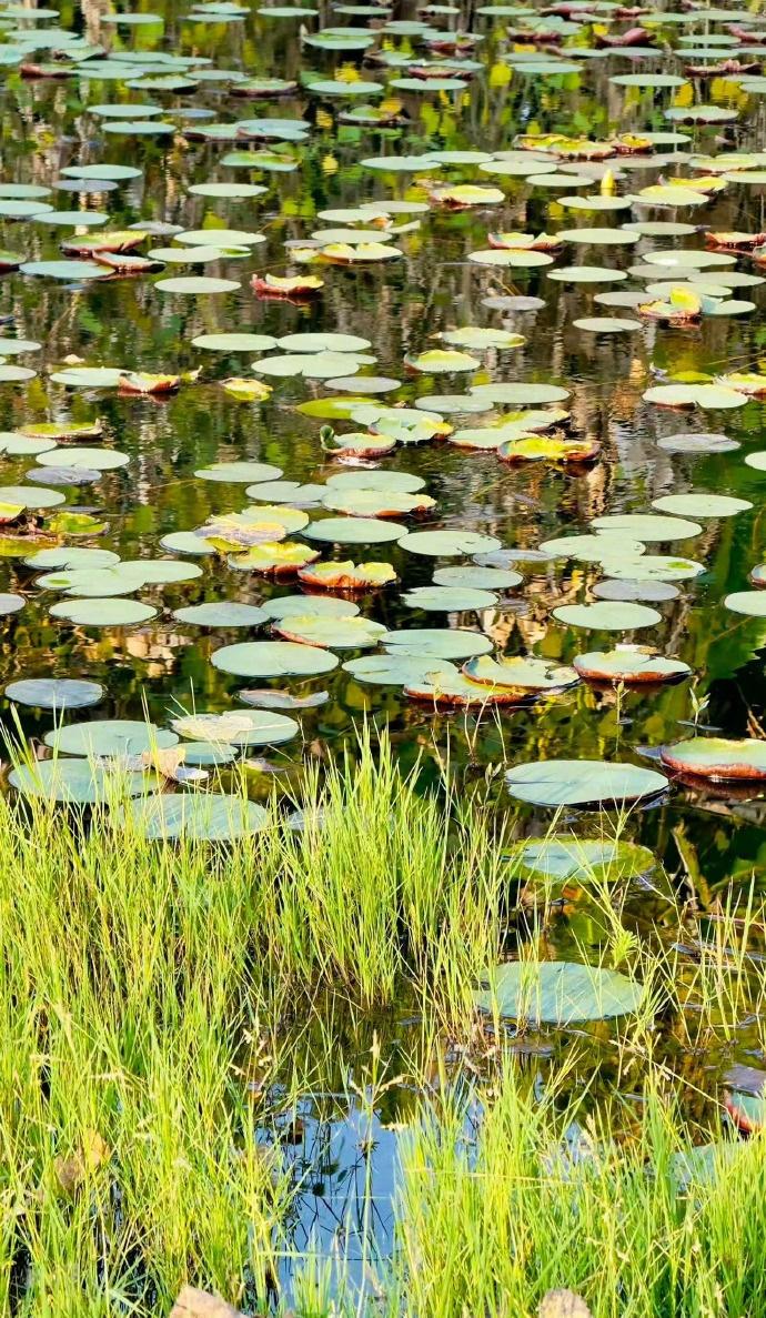 【成都太阳打个卡就摸鱼】成都太阳周五早退下周连轴转11月21日早上，成都迎来橘调