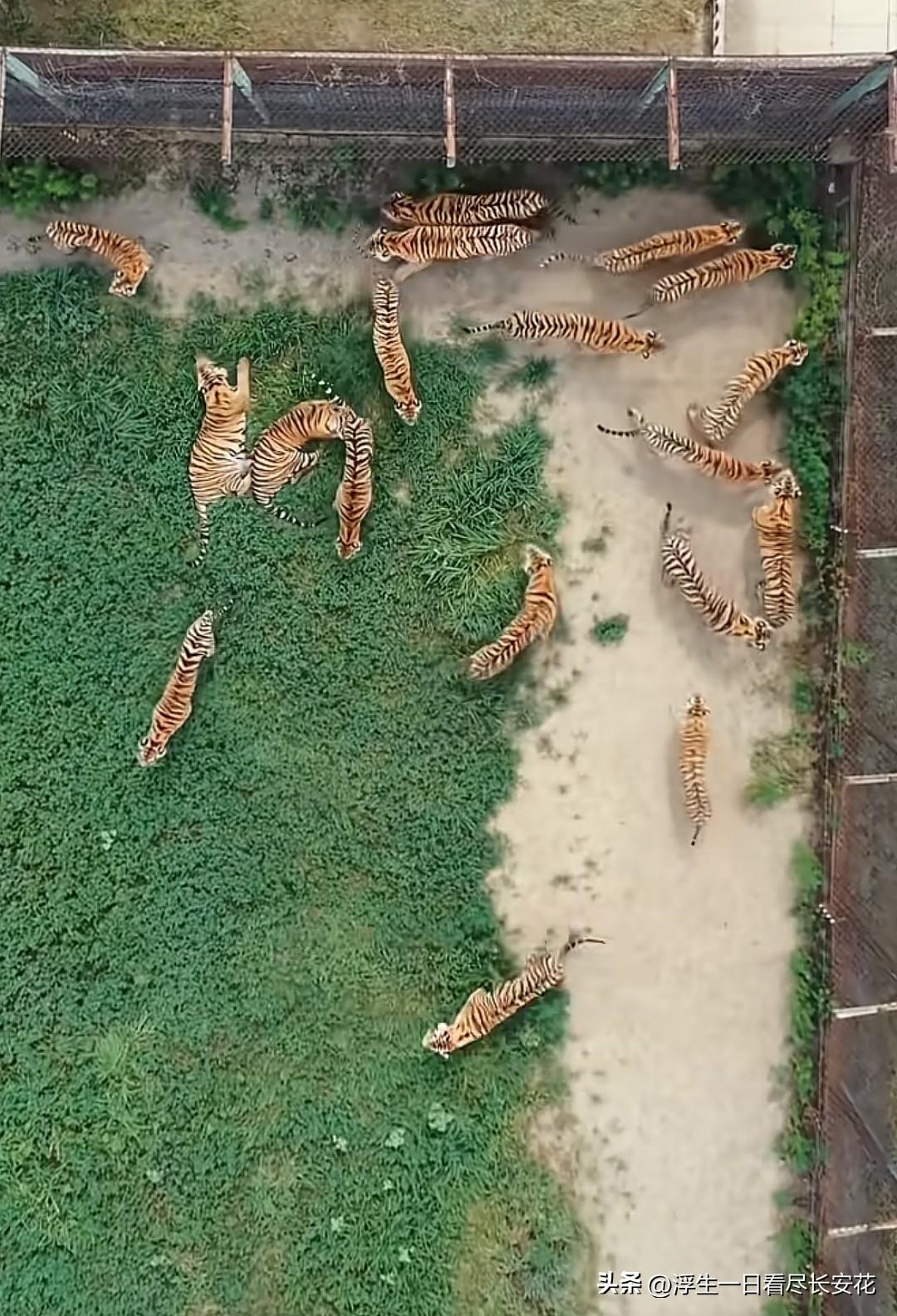 “终于知道老虎为啥叫‘大虫’！古人给动物取名的智慧，藏着多少冷知识？”

最近一