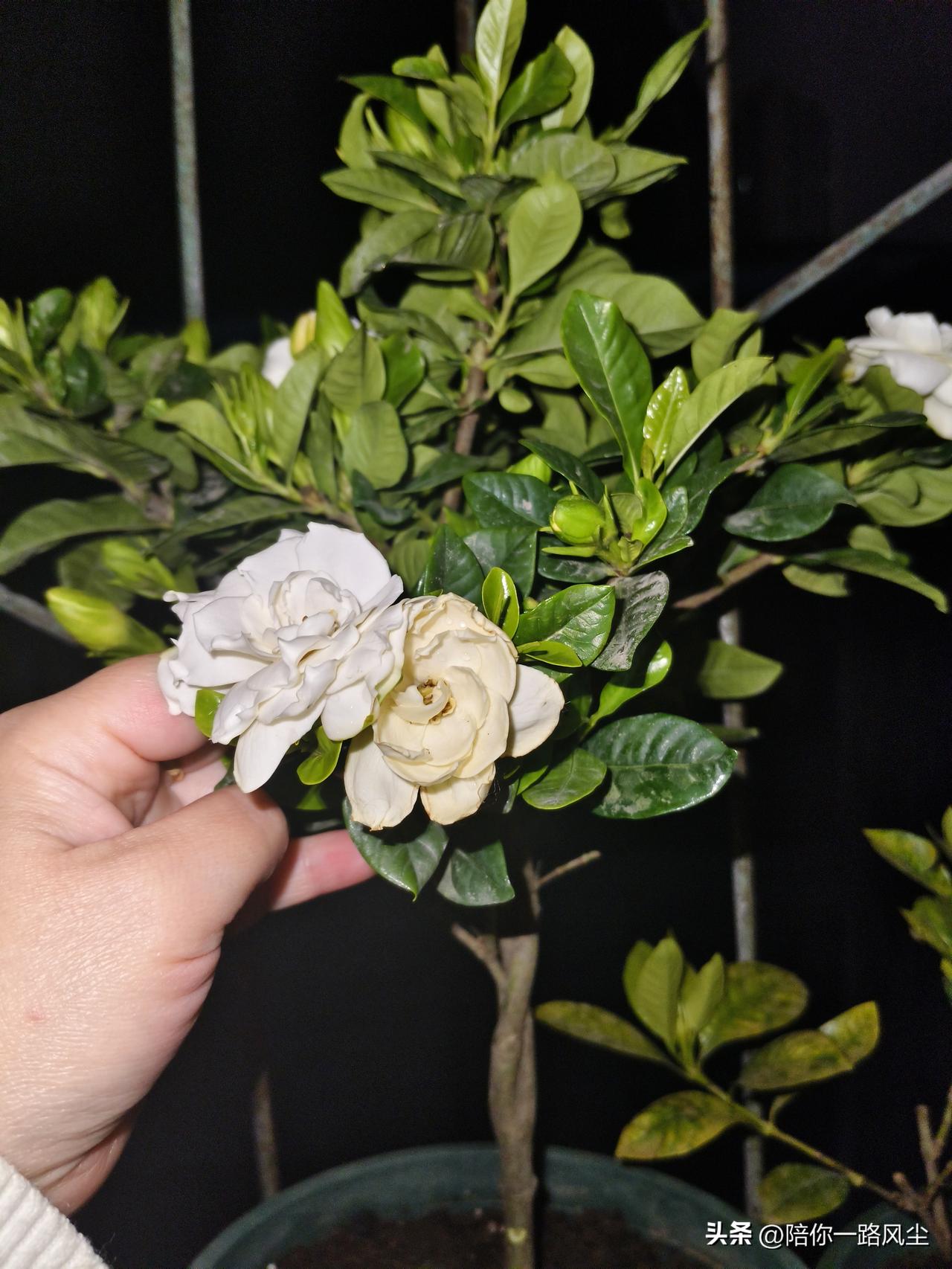 抛开钱不谈，我现在最需要的是睡眠和记忆。

自从10多年前患上抑郁症后，我就莫名