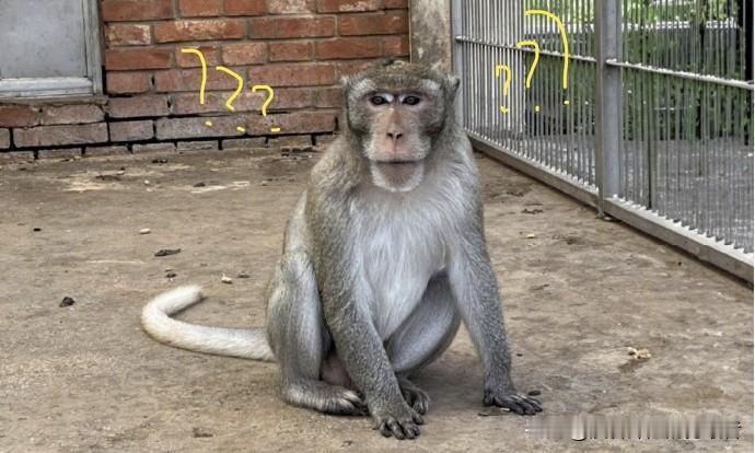 20万一只实验猴撑起来的股价！昭衍新药藏着多大隐患
 
单只实验猴售价高达20万