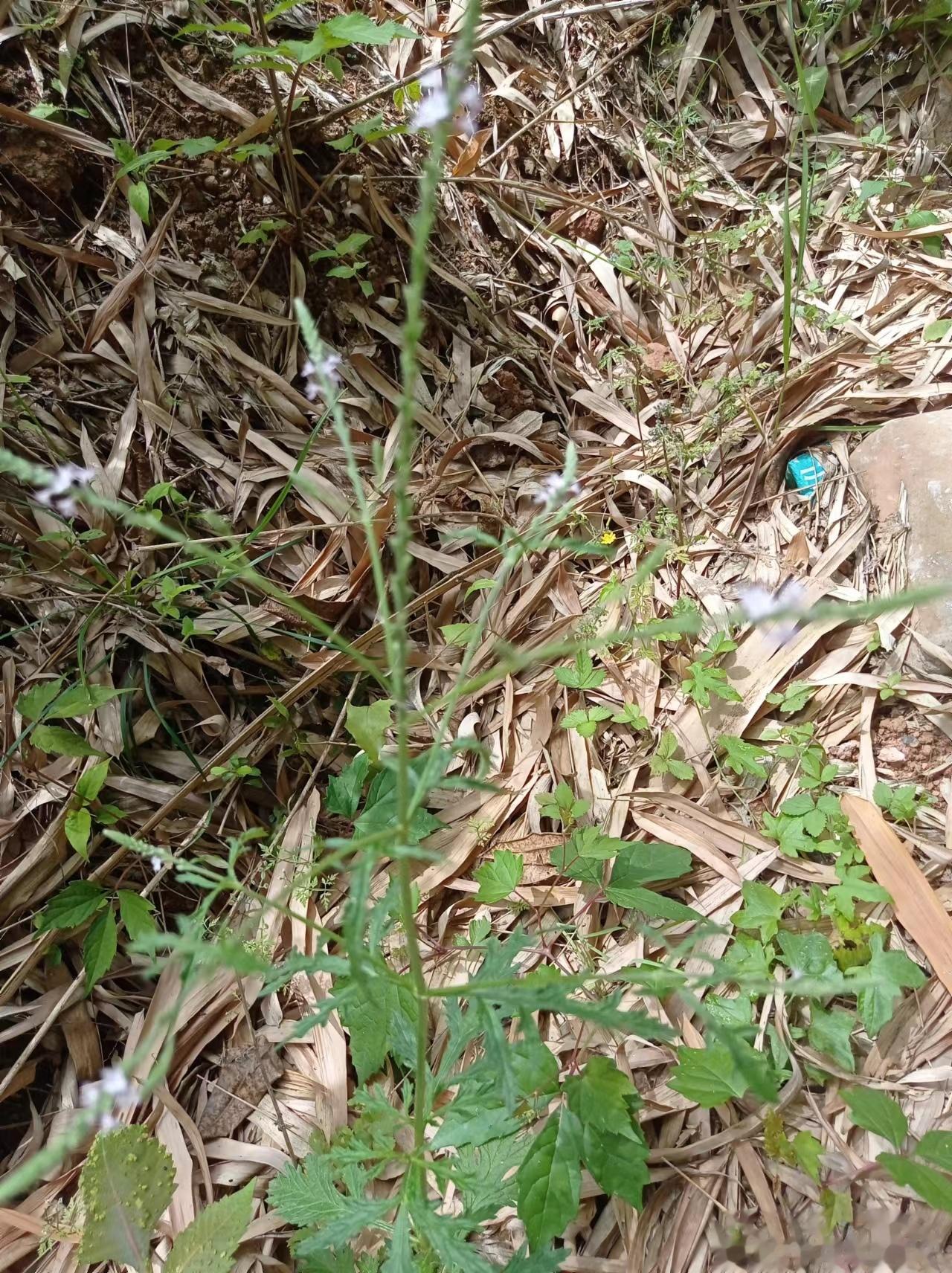 土郎中给大家野拍一组四川中草药，坐标绵阳地区，在你的家乡见过吗？ 1，马鞭草。2