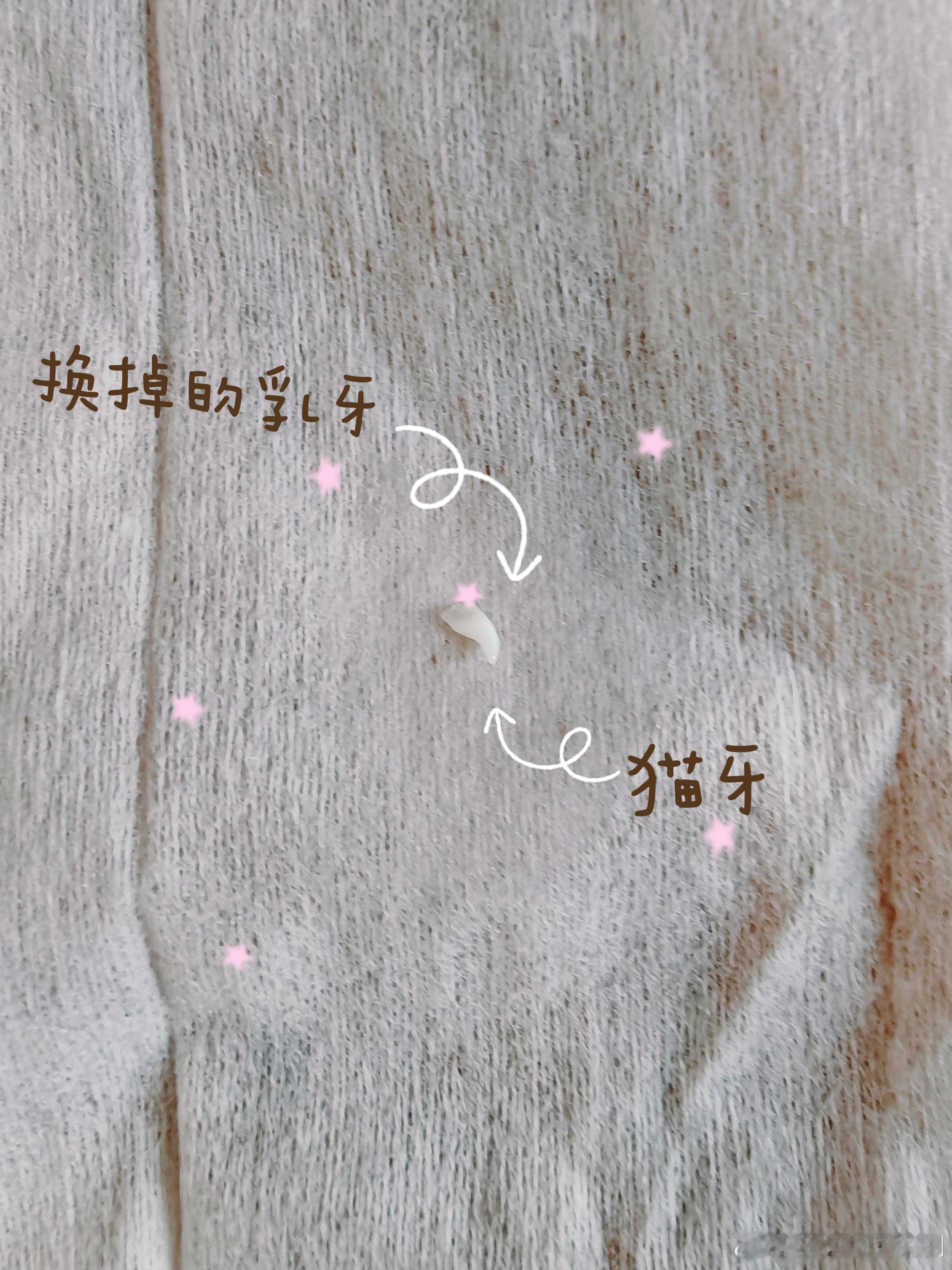 三个半月大，小猫咪换牙了～ 