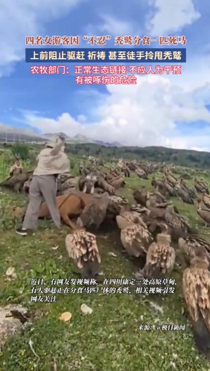 “太无知了！”四川康定，四名女游客在旅游路上，偶遇一匹死去的马，几十只高山兀鹫落