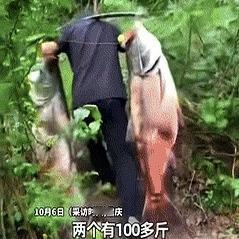 “这就是命啊！”10月7日重庆云阳，一男子和好友去野外钓鱼时，竟然接连钓起2条巨