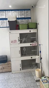 当我去猫咖选猫的时候belike 宠物卖萌中心 ​​​