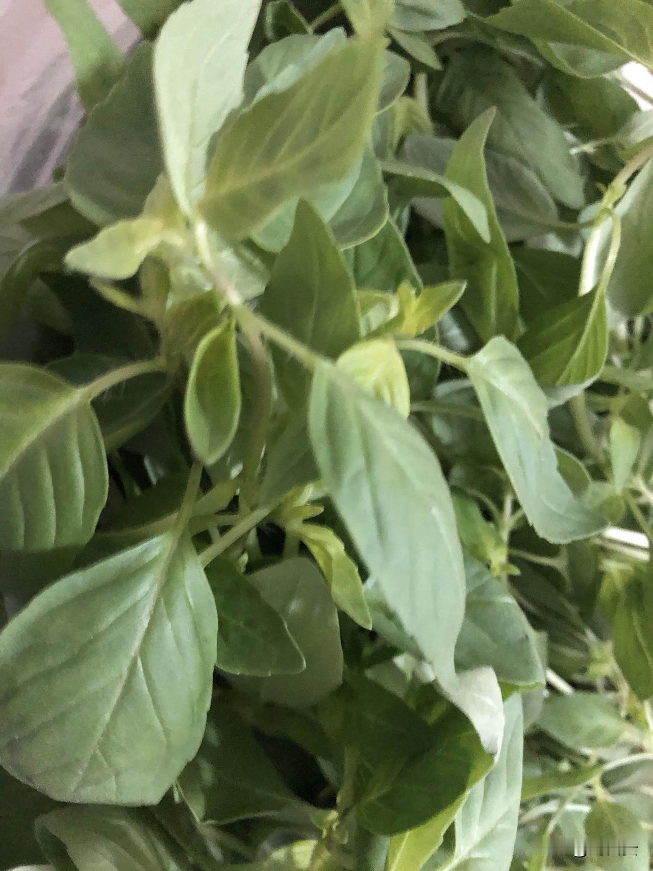 遇到这个菜你就放心吃。

不打农药，不生虫子。🐛

菜的自身有一种味道，

虫