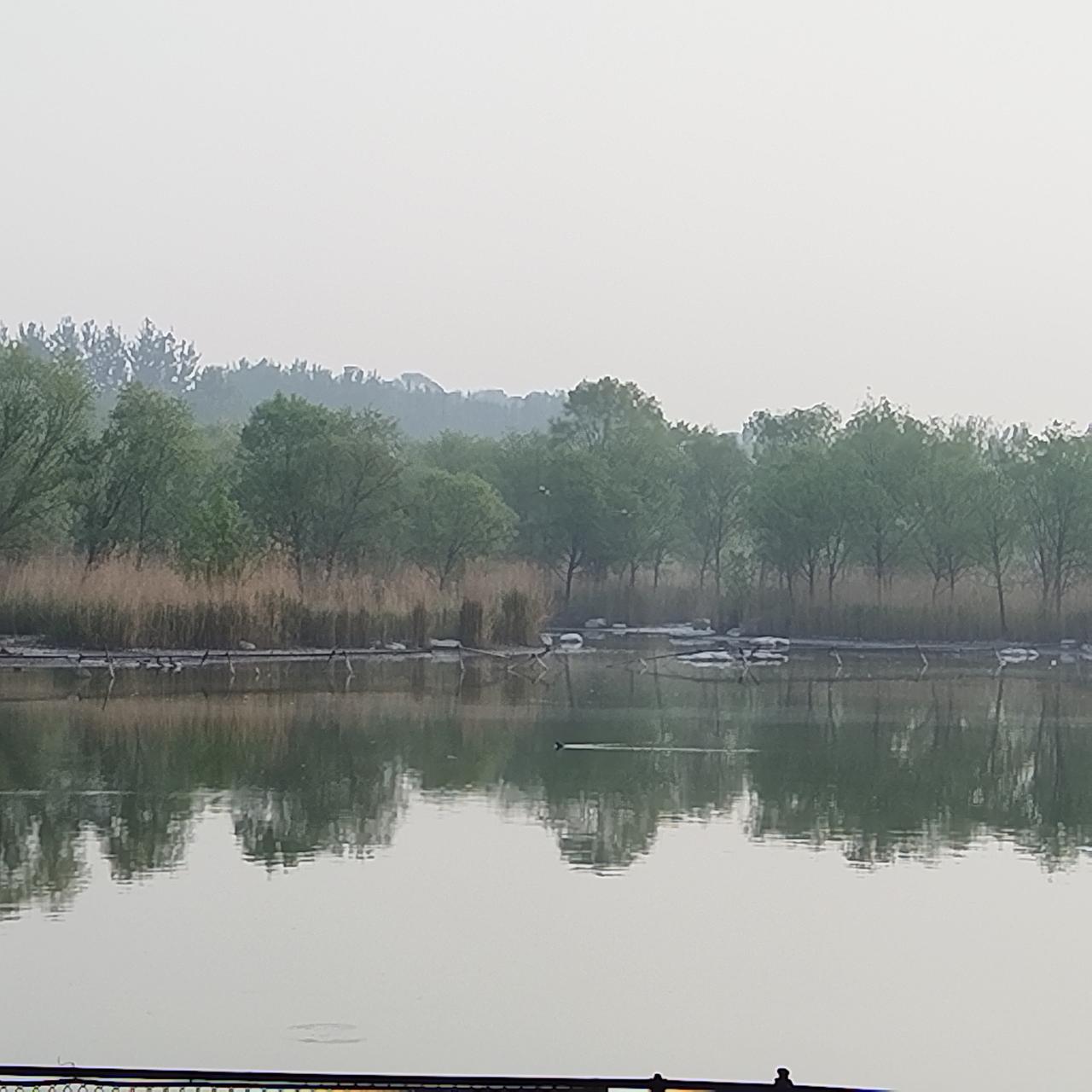早晨的奥森