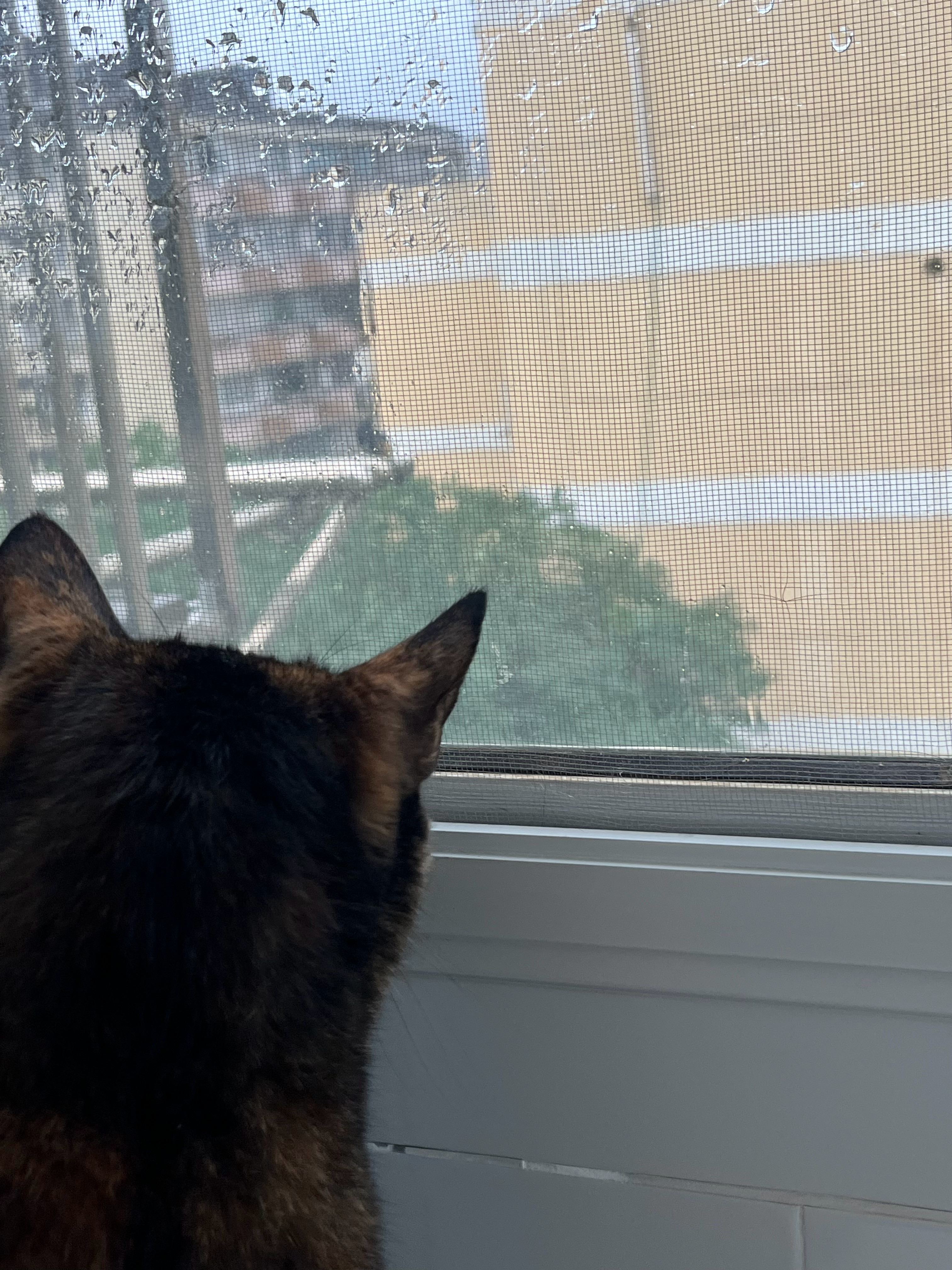 小猫观鸟🥺 