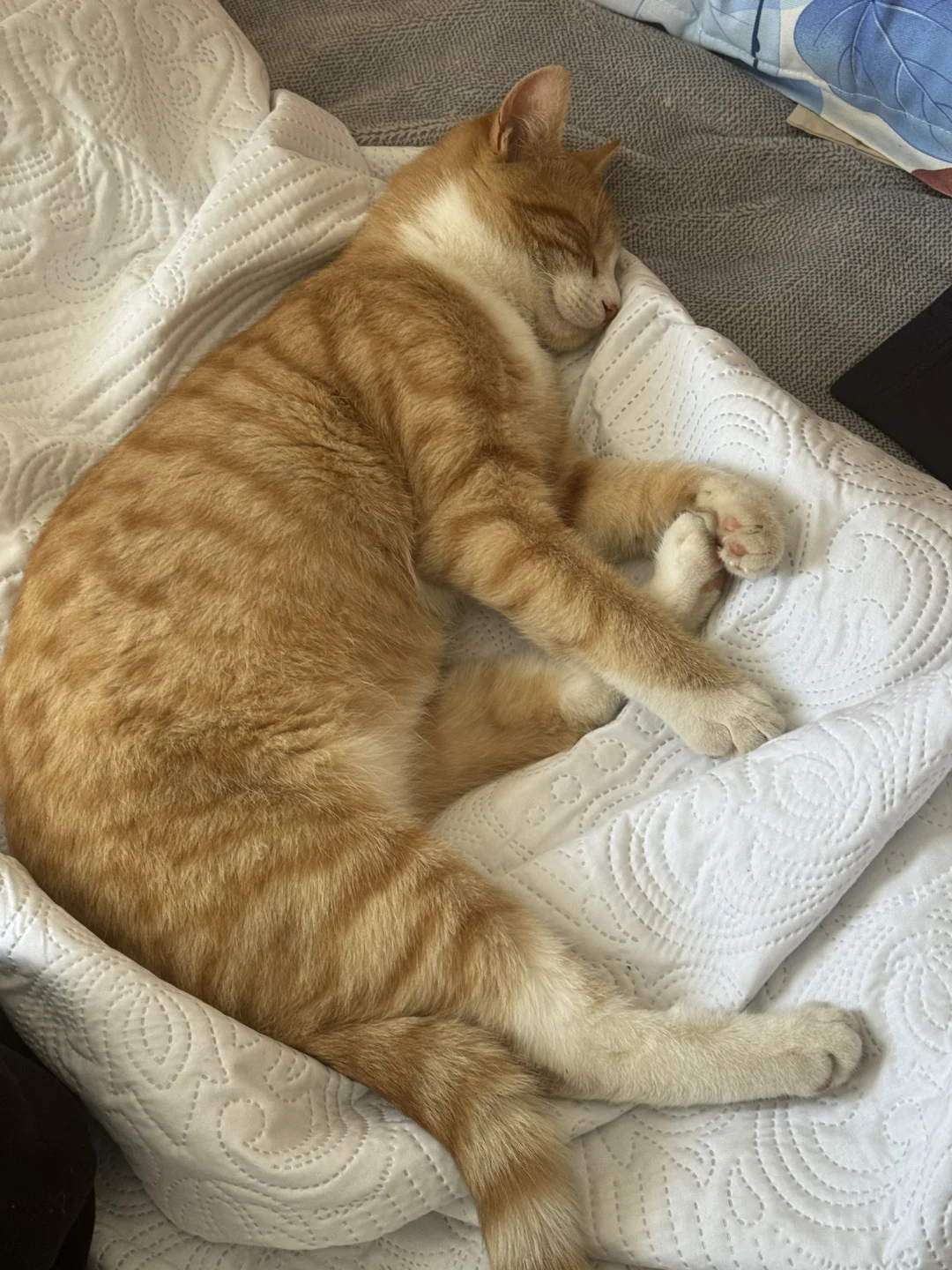 橘猫睡觉姿势大赏！留下你们的小猫睡姿哦~