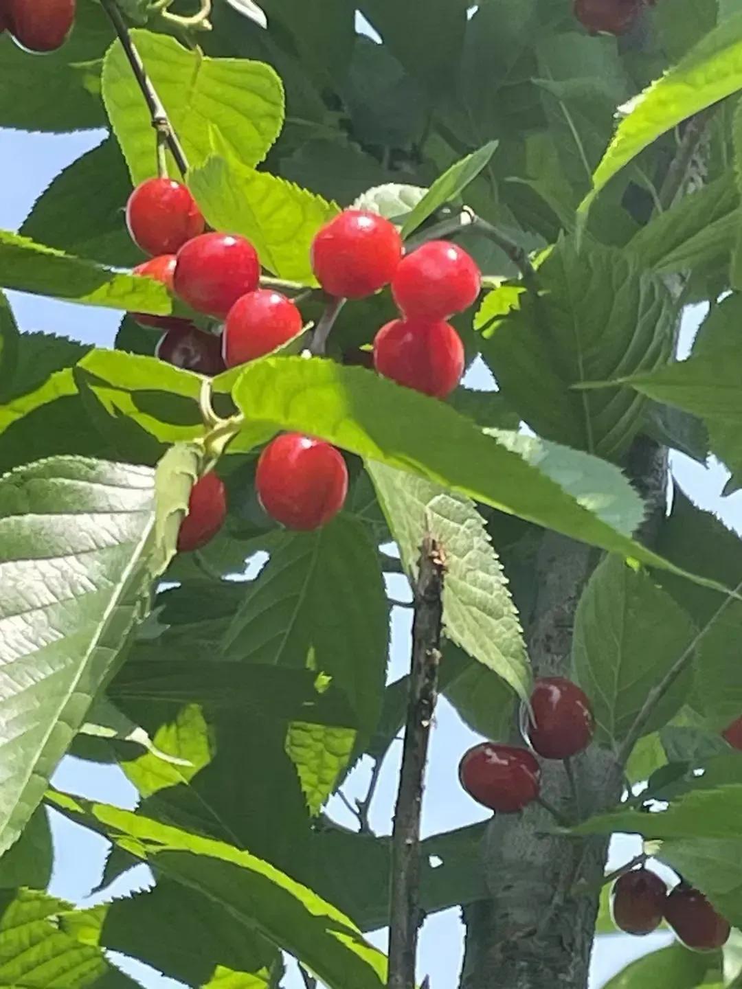 消费税大变革，地方税急速增长，税收领域大幅拓展！消费税巨变，地方税收飙升，征税领