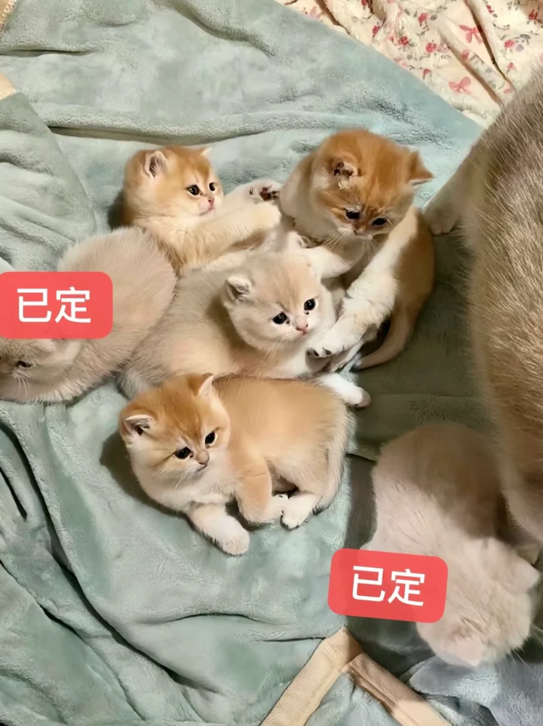 🇭🇰HK一窩金影藍金BB搵屋企啦～💛